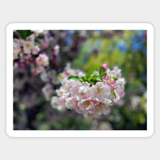 Spring Cherry Blossoms in Portland Sticker